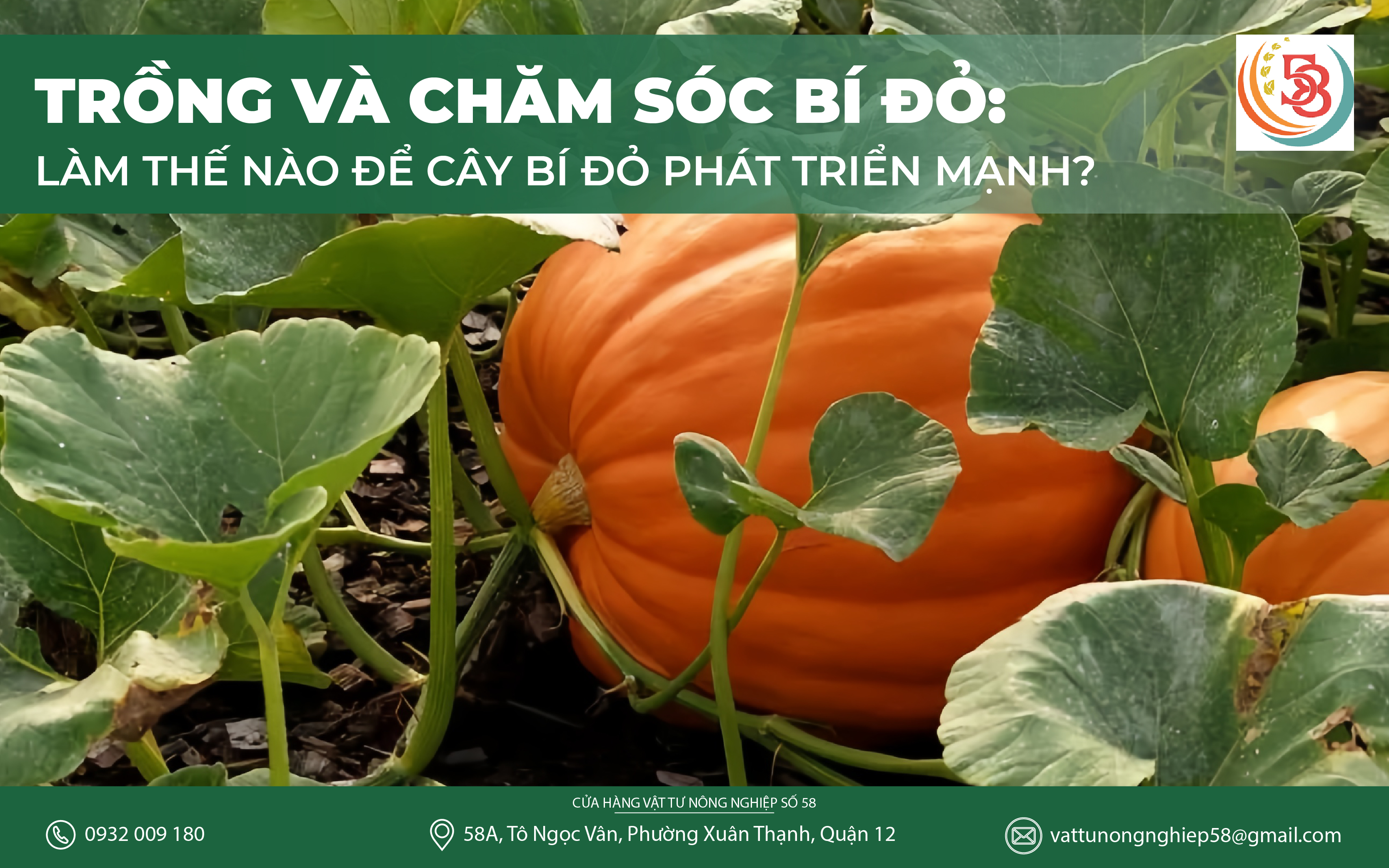TRỒNG VÀ CHĂM SÓC BÍ ĐỎ : LÀM THẾ NÀO ĐỂ CÂY BÍ ĐỎ PHÁT TRIỂN MẠNH?
